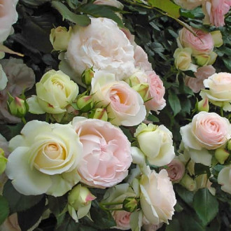 Роза плетистая Пале Рояль изображение 6