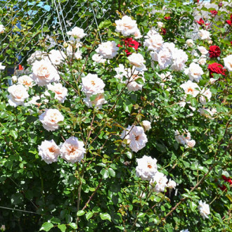 Роза плетистая Пенни Лейн изображение 1