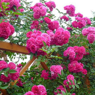 Роза плетистая Пинк Мушимара изображение 2