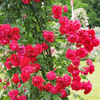 Роза плетистая Пол Кармин изображение 6