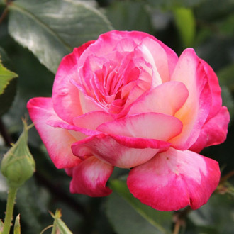 Роза плетистая Рина Хернолд изображение 3