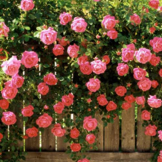 Роза плетистая Розовая жемчужина 1+2 в подарок изображение 6
