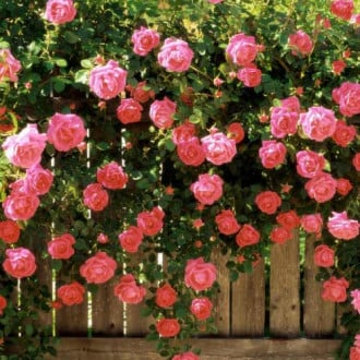 Роза плетистая Розовая жемчужина изображение 3