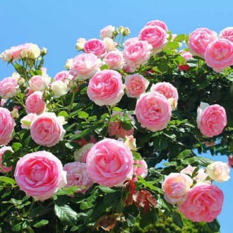 Роза плетистая Розовая крупная изображение 4