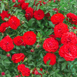 Роза почвопокровная Биг Бэнг изображение 6