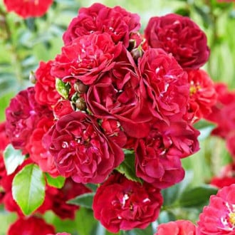 Роза почвопокровная Фейри Данс изображение 3