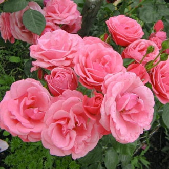 Роза почвопокровная Мирато изображение 5