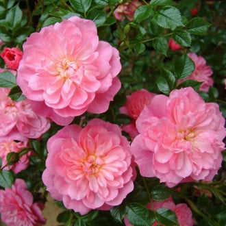 Роза почвопокровная Пинк Беллс изображение 4