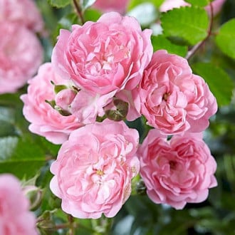 Роза почвопокровная Пинк Фэйри изображение 3