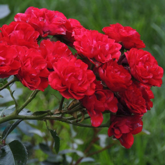 Роза почвопокровная Ред Фейри изображение 6