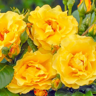 Роза почвопокровная Саншайн Хэппи Трэйлс изображение 4