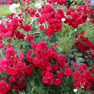 Роза почвопокровная Скарлет Мейяндекор изображение 4