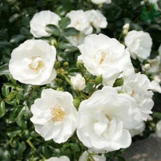 Роза почвопокровная Сноуфилд изображение 4