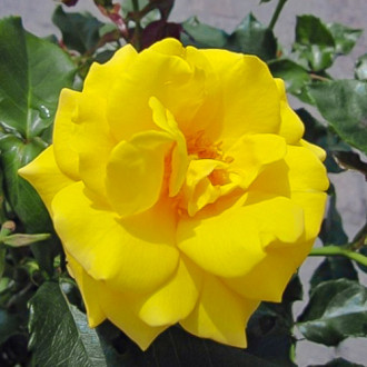 Роза спрей Рандилла Гил изображение 2