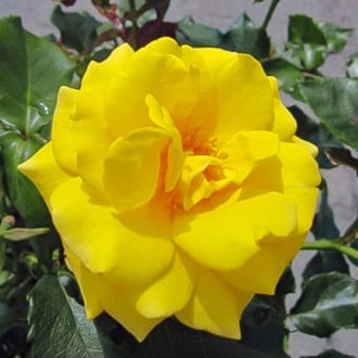 Роза спрей Рандилла Гил изображение 3