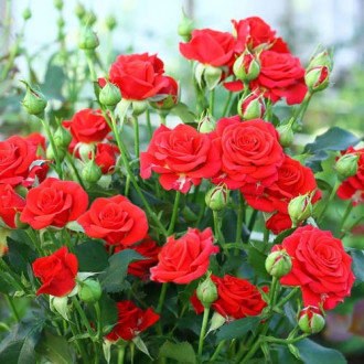 Роза спрей Ред Микадо изображение 6