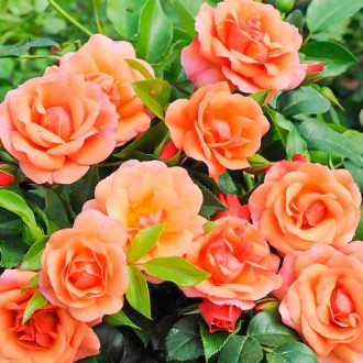 Роза флорибунда Априкола изображение 5