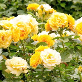 Роза флорибунда Артур Белл изображение 2