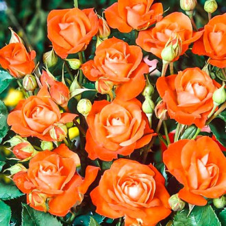 Роза флорибунда Оранж Сенсейшн изображение 1