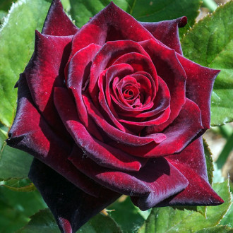 Роза чайно-гибридная Черная магия изображение 2