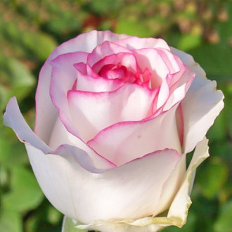 Роза чайно-гибридная Дольче Вита изображение 4