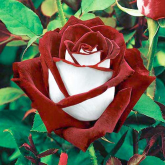 Роза чайно-гибридная Осирия изображение 4