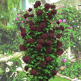 Роза плетистая Черная Королева изображение 6