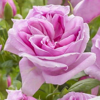 Роза чайно-гибридная Липарфюм изображение 3