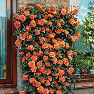Роза плетистая Оранжевая изображение 4