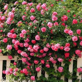 Роза плетистая Розовая изображение 5