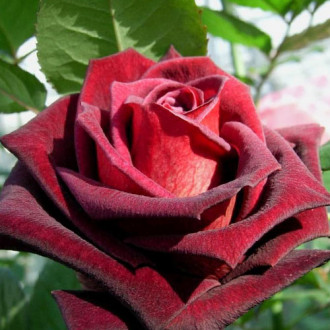 Роза чайно-гибридная Блэк Баккара изображение 6