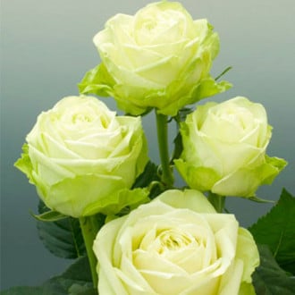 Роза чайно-гибридная Зеленая изображение 3