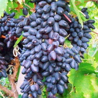 Виноград Сувенир изображение 1