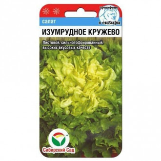 Салат листовой, кудряволистный Изумрудное кружево Сибирский Сад изображение 6