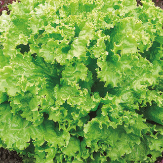 Салат листовой Вологодские кружева Premium Seeds изображение 1