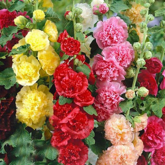Шток-роза Чатерс, смесь окрасок изображение 4