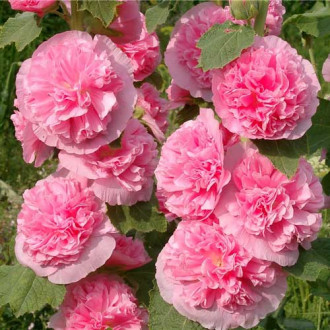 Шток-роза махровая Розеа изображение 4