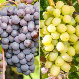 Комплект винограда Суперморозостойкий из 2 сортов изображение 5