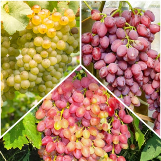 Комплект бессемянного винограда из 3 саженцев изображение 2