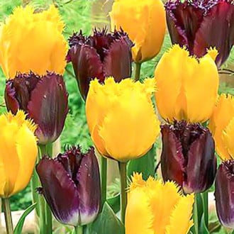 Суперпредложение! Комплект бахромчатых тюльпанов из 2-х сортов изображение 3