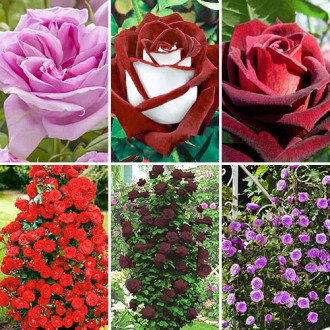 Комплект чайно-гибридных и плетистых роз из 6 сортов изображение 4