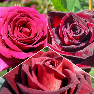 Комплект чайно-гибридных роз Триколор из 3 сортов изображение 4