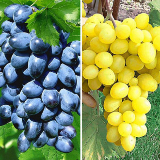 Суперпредложение!  Комплект винограда Гиганты из 6-ти саженцев изображение 4