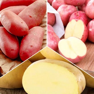 Комплект картофеля Урожайный из 3 сортов изображение 5