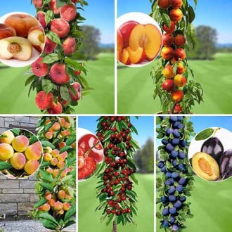 Комплект колоновидных деревьев Любимые фрукты из 5 саженцев изображение 2