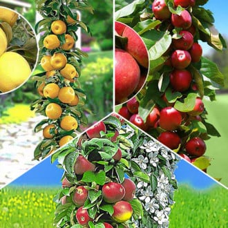 Комплект колоновидных яблонь Гурман из 3 саженцев изображение 1