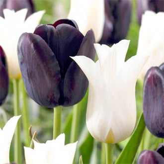 Суперпредложение! Комплект лилиецветных тюльпанов из 25-ти луковиц изображение 6