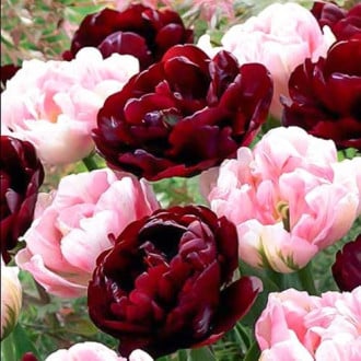 Суперпредложение! Комплект махровых тюльпанов из 2-х сортов изображение 3