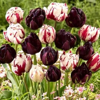 Комплект махровых тюльпанов Магия цвета изображение 3
