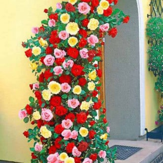 Суперпредложение! Комплект плетистых роз Триколор из 3 сортов изображение 3